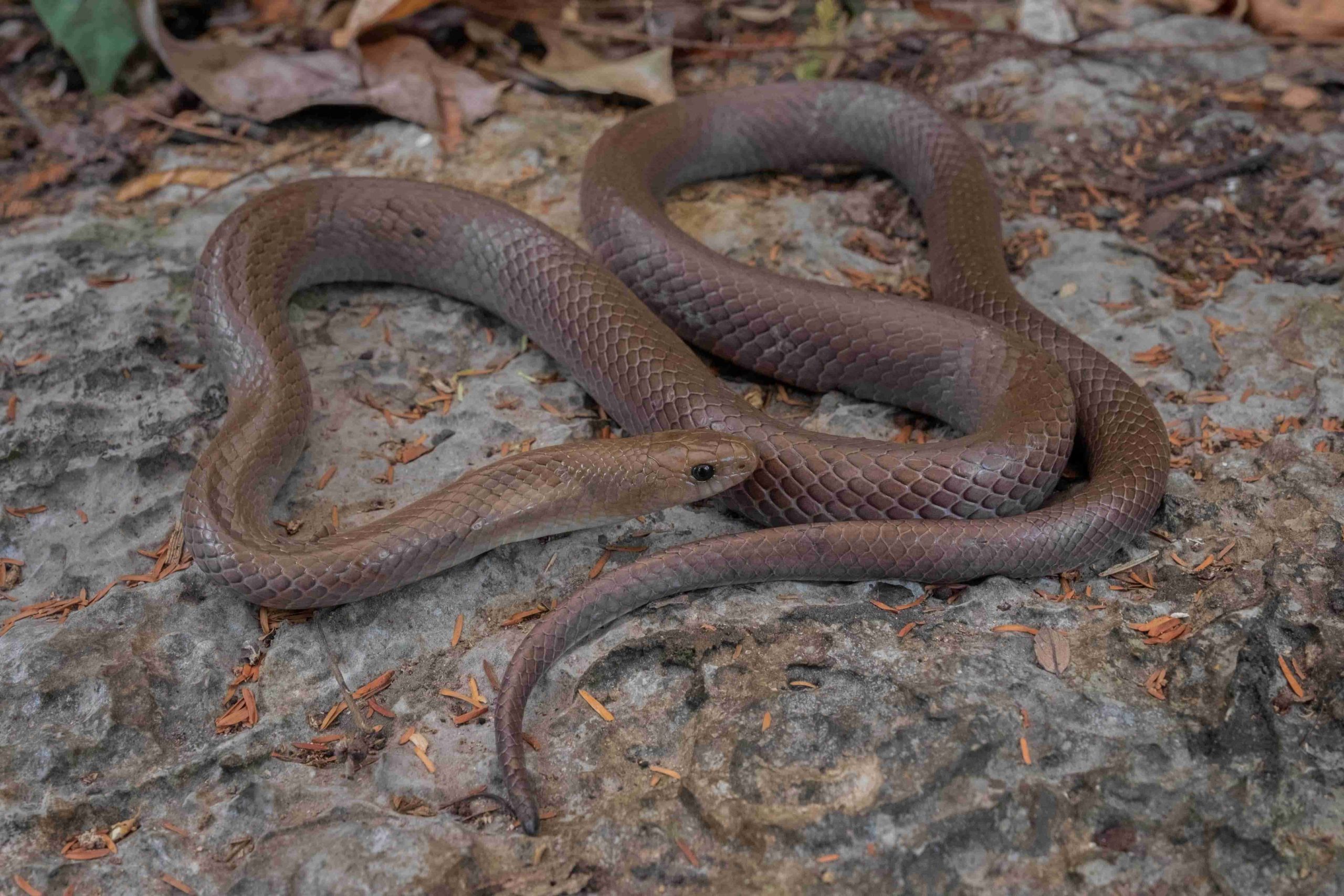 descubren-una-serpiente-en-tailandia-es-capaz-de-escalar-montanas